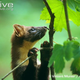 Illustration for article titled Monday Mustelid - Martes martes Edition